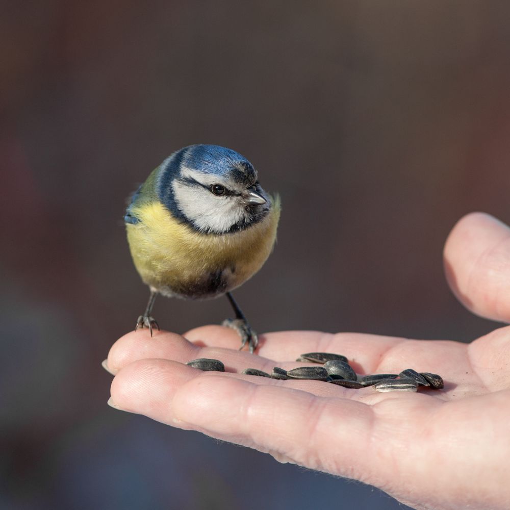 Une mésange posée sur une main offrant des graines, symbolisant la confiance et la fiabilité dans les relations professionnelles.